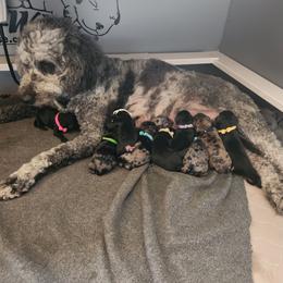 Goldendoodle Puppies from South Mountain Goldendoodles