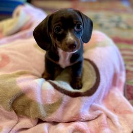 Dachshund Puppies from Honey Creek Doxies