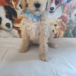 Jupiter - Apricot male Poodle puppy in Cleburne, Texas from Lone Star Standard Poodles LLC