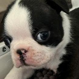 Boston Terriers from Mid-Michigan Boston Terriers