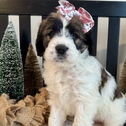 Saint Berdoodles from Darling Farm Doodles