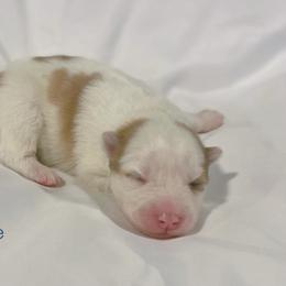 Charlie - Red and white male Pomsky puppy in Winston, Oregon from Arctic Tails Spitz