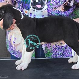 Interepido - Mantle male Great Dane puppy in Cheyenne, Wyoming from Viking Kennel