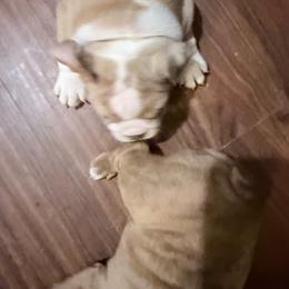 Eeyore - Lilac tri-color male Bulldog puppy in Conroe, Texas from Momma Bear’s bulldogs