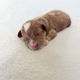 Goldendoodle and Maltipoo Puppies from Pnwfamilydoodles