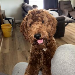 Molly - Goldendoodle