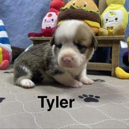 Tyler - Red male Pembroke Welsh Corgi puppy in Apison, Tennessee from Ashmore Corgis