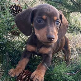 Cupid - Chocolate and tan Dachshund puppy in Fort Worth, Texas from Louis' Litters