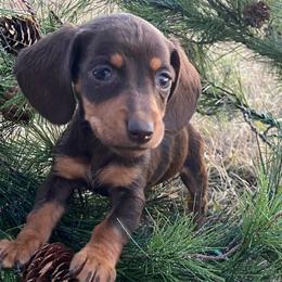 Cupid - Chocolate and tan Dachshund puppy in Fort Worth, Texas from Louis' Litters