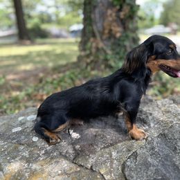 Roxy - Dachshund