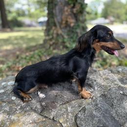 Roxy - Dachshund
