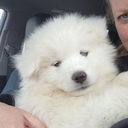 Samoyed Puppies from Happy Valley Sammies