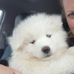 Samoyed Puppies from Happy Valley Sammies
