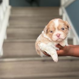 Brux - Lilac male Shih Tzu puppy in Union City, Georgia from Chinx Puppy Songs