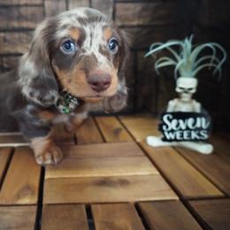 Hunter - AKC - Dapple male Dachshund puppy in Miami, Florida from Oscar's Dachshunds