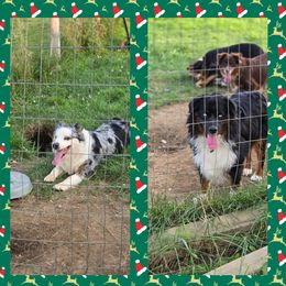 Zeke - Miniature Australian Shepherd