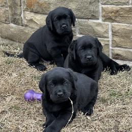 Labrador Retriever Puppies from Westport Labradors