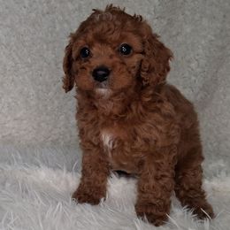 Joy (F1b) - Brown female Cavapoo puppy in Centerton, Arkansas from Velvet Paws Cavapoos