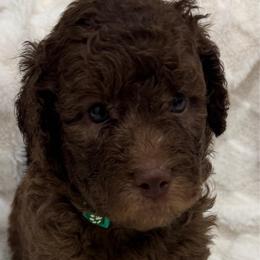 Buddy - Chocolate male Goldendoodle puppy in Maricopa, Arizona from AZ Designer Goldendoodles