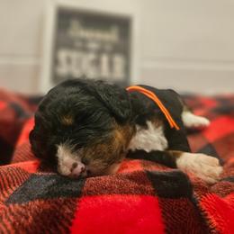 Orange collar - Tri-color male Bernedoodle puppy in Shelby, North Carolina from Forever Grateful Doodles
