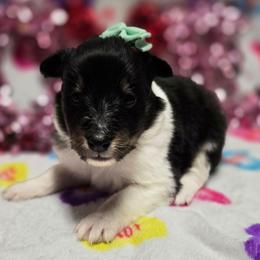 Rosey - Black white and tan female Shetland Sheepdog puppy in Wapello, Iowa from Willow Rayne shelties and more