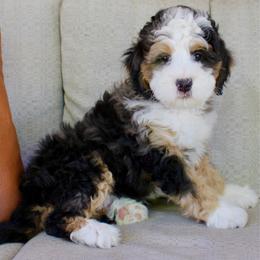 Blake- Ready Today - Merle male Bernedoodle puppy in Apple Creek, Ohio from Cuddle Paws