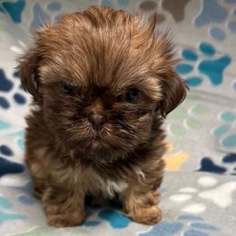 Cookie - Liver and white female Shih Tzu puppy in Jasper, Indiana from Jacob’s Shih Tzu & Shichon