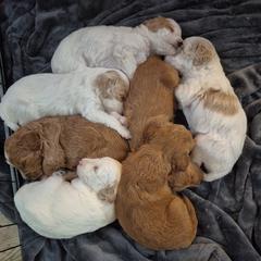Aussiedoodle and Double Doodle Puppies from Cat's Golden Labradoodles