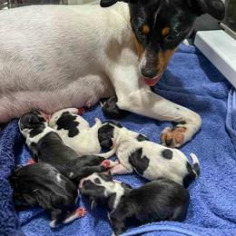 Rat Terrier Puppies from The Puppy Patch Rat Terriers
