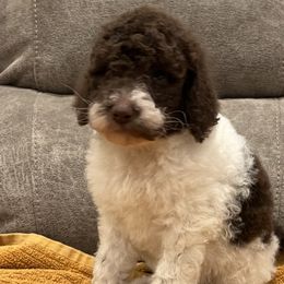 Girl 1 - Chocolate Labradoodle puppy in Texas from Freedom Pines Doodles