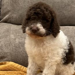 Girl 1 - Chocolate Labradoodle puppy in Texas from Freedom Pines Doodles
