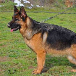 German Shepherds from Von Tief