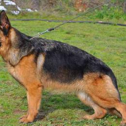 German Shepherds from Von Tief