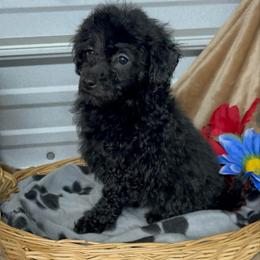 AKC Chester - Black male Poodle puppy in Elgin, South Carolina from Silver Bells Paw Prints