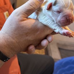 Piebald Female 1 - White female Boxer puppy in Madras, Oregon from BnT Boxers