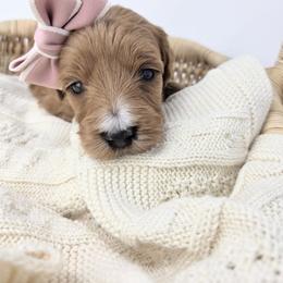 Girl 2 - female Goldendoodle puppy in Leander, Texas from Doodle Doula