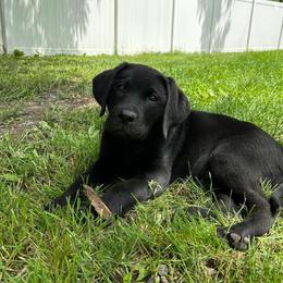 Labrador Retriever Puppies from Mountain View Labrador Retrievers