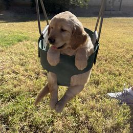 Golden Retriever Puppies from Grand Canyon Goldens
