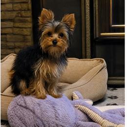 Johnny - Black and tan male Yorkshire Terrier puppy in Grafton, West Virginia from Gemstone Kennel