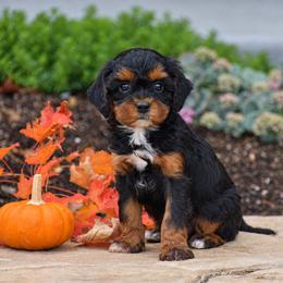 Aaron - Black and tan male Cavapoo puppy in Gap, Pennsylvania from Country View Puppies ( License 18816)