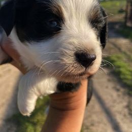 Toy Australian Shepherd Puppies from Baker Ranch Toy Aussies
