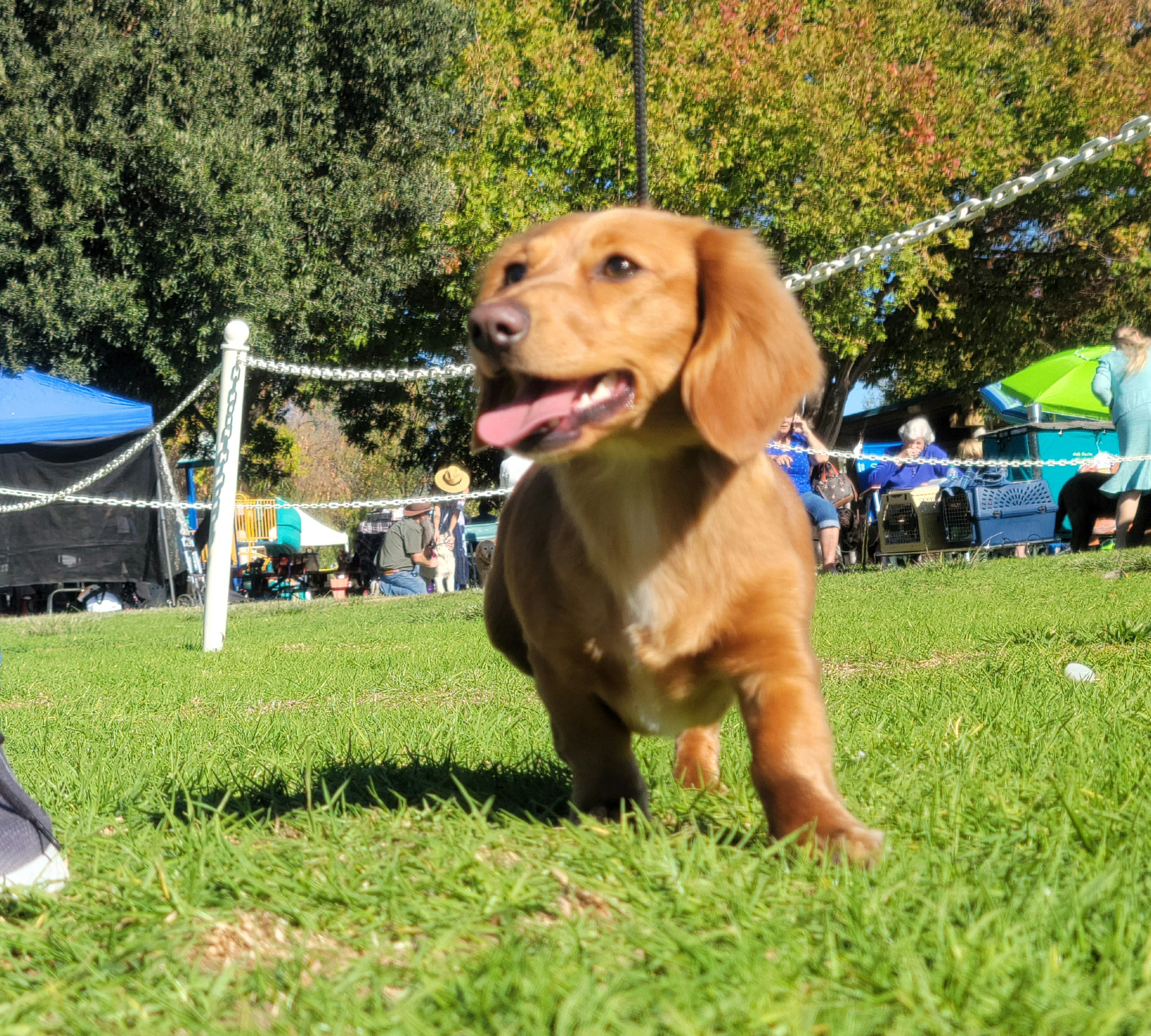 Goldie - Dachshund