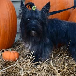 Magic - Yorkshire Terrier