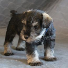 AKC Antonio - Salt and pepper male Miniature Schnauzer puppy in Richardton, North Dakota from Crooked Tree Ranch