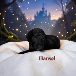Hansel - Sable male Poodle puppy in Ellenburg Center, New York from Kristin's Puppies