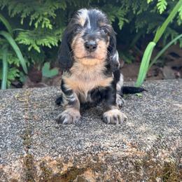 Halo 4200 - Dapple female Dachshund puppy in Steele, Alabama from Taylored Dachshunds