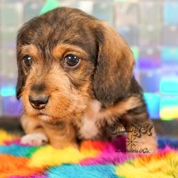 Winnie - Wild  boar and tan female Dachshund puppy in Mc Neil, Arkansas from Shining A Lowriders & Co.
