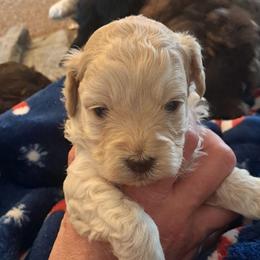 Boy 1 - Buff and white male Cockapoo puppy in Mena, Arkansas from Ouachita River Cockapoos