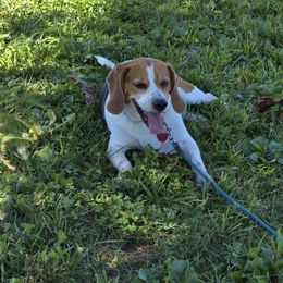 Loretta - Beagle