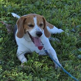 Loretta - Beagle